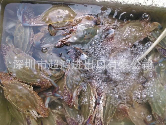 深圳市超鸿进出口有限公司 立足深圳，链接全球的贸易桥梁